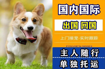 临夏州宠物托运公司临夏州宠物托运公司临夏州宠物托运公司